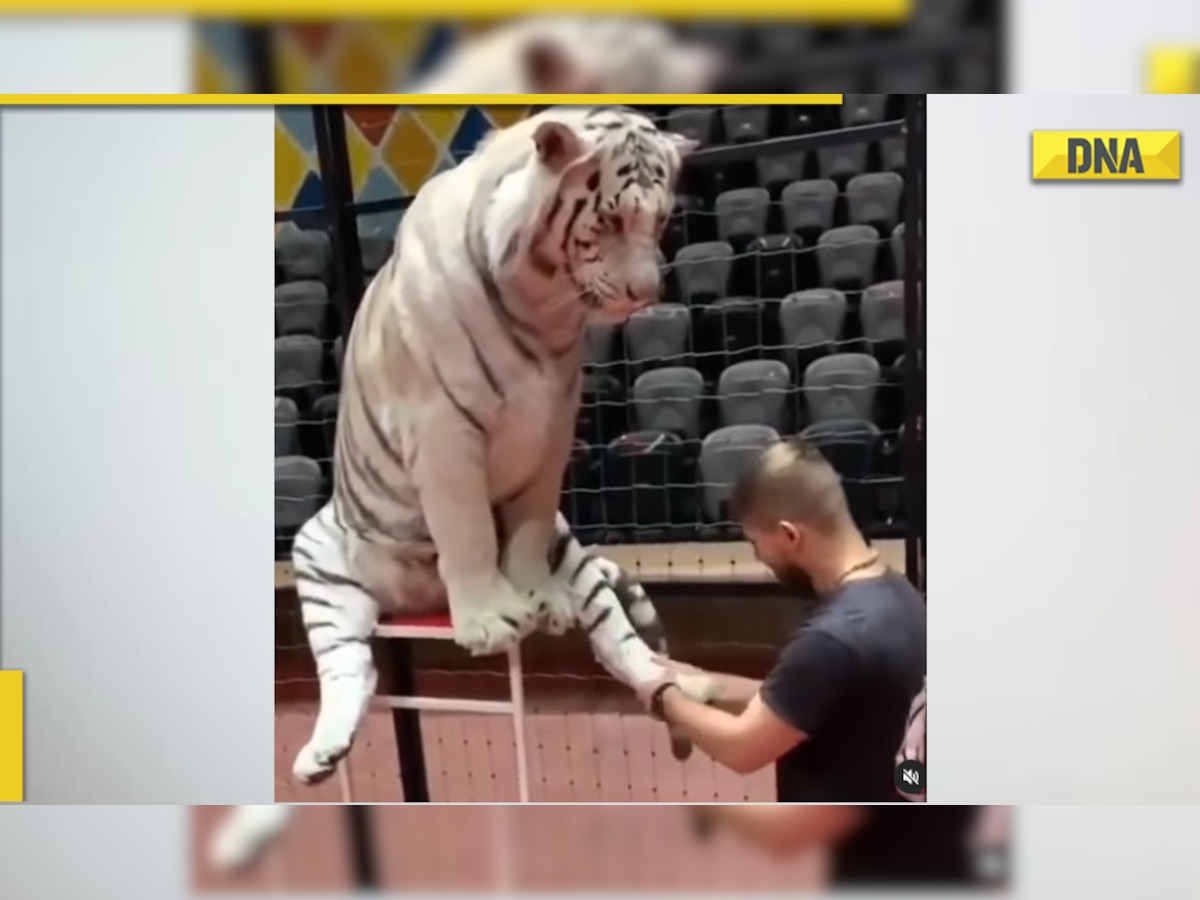 Viral video: Man massages white tiger's feet, internet reacts