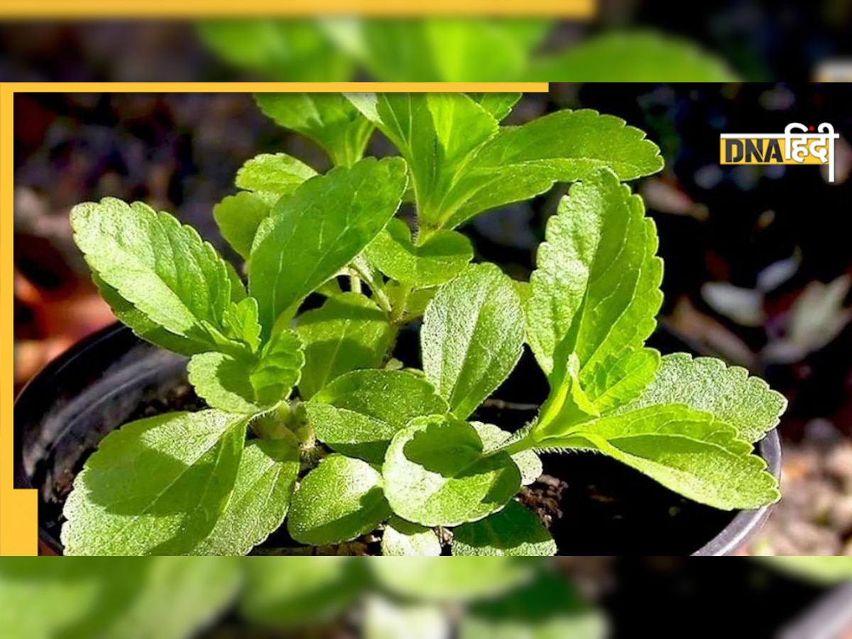 Diabetes Remedy Stevia: सुबह-सुबह खा लें इस मीठी तुलसी का पाउडर, नहीं बढ़ेगी खून में शुगर की मात्रा 