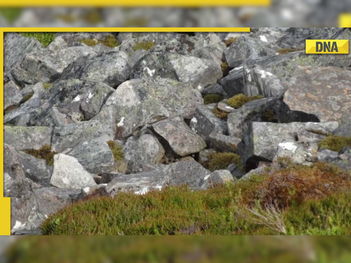 Optical Illusion: Spot the bird hidden in THIS pic within 8 seconds