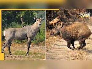 Bihar में 200 नील गाय और जंगली सूअरों को मारने का आदेश, बुलाए जाएंगे शूटर 