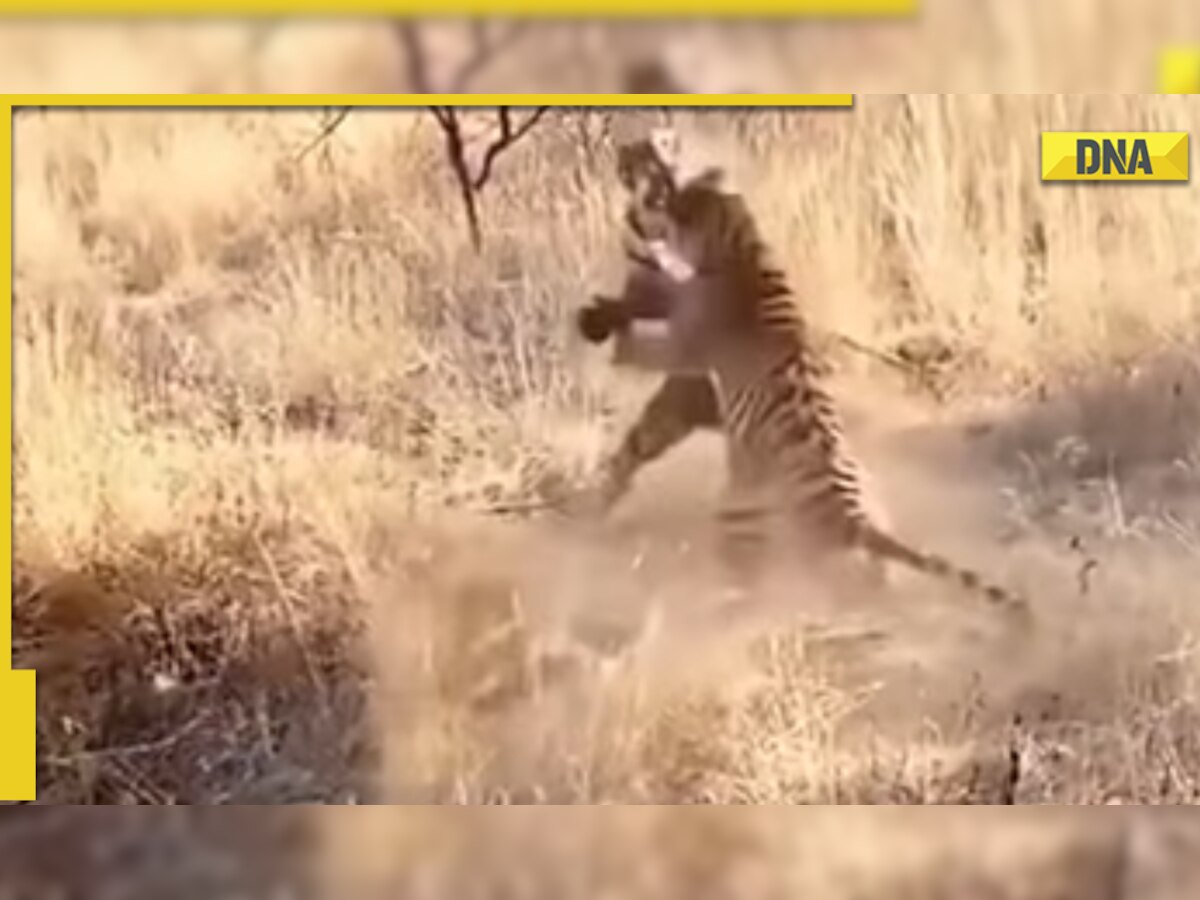 Tigers fight a fierce battle in viral video; roars will haunt you 