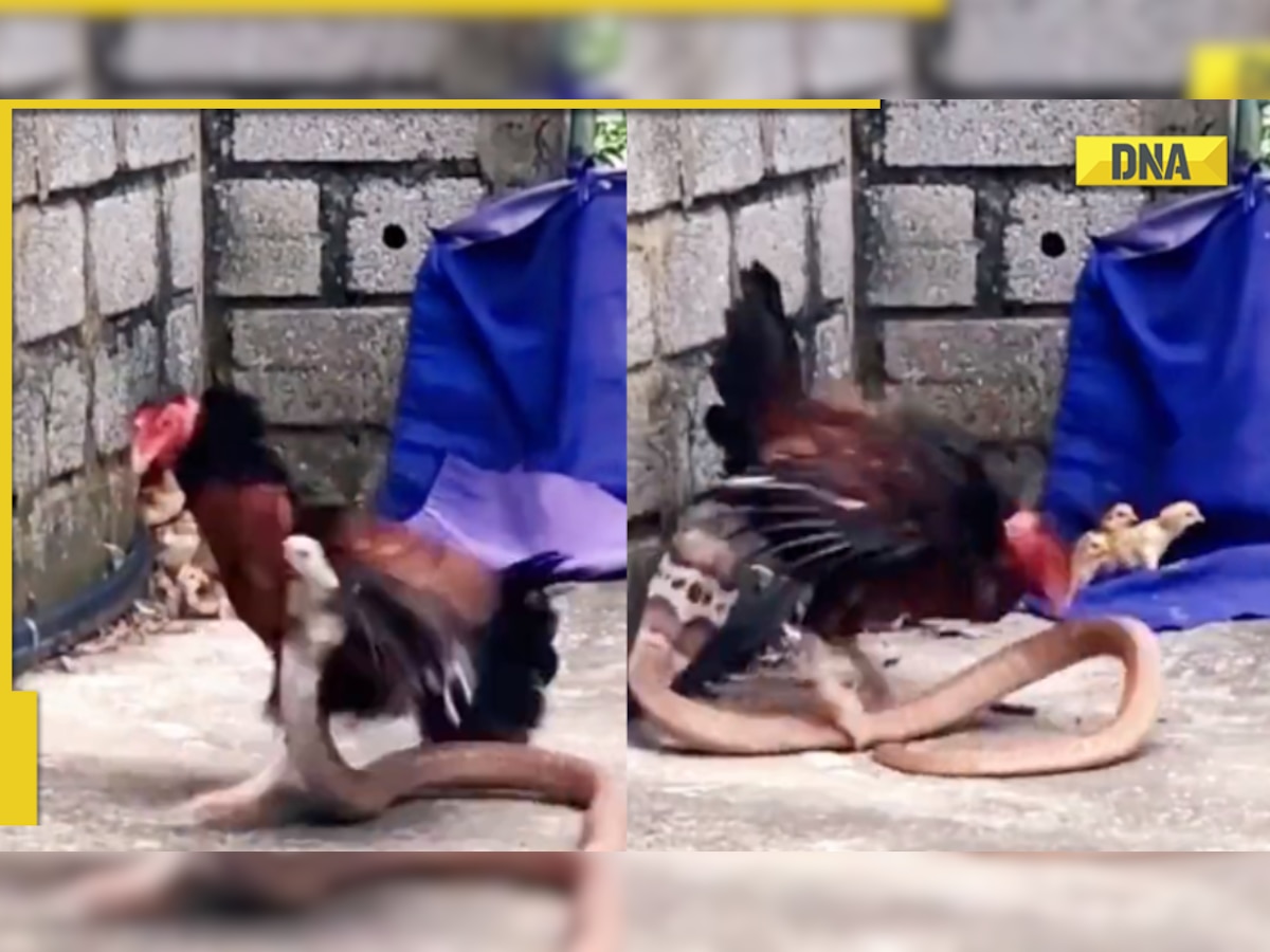 Viral video: Mother hen fights intense battle with massive cobra to protect her chicks