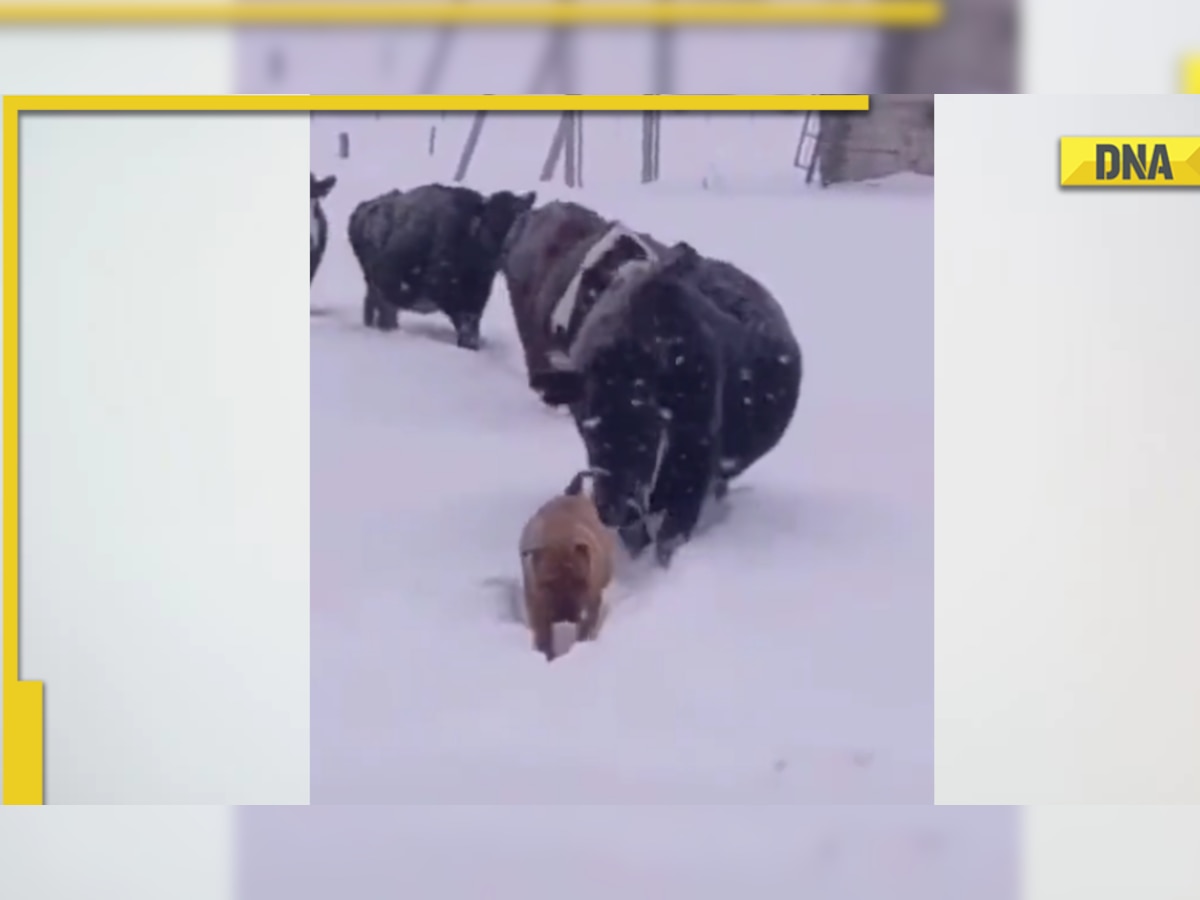 Dog makes way for herd of cattle in snow storm, viral video wins hearts online