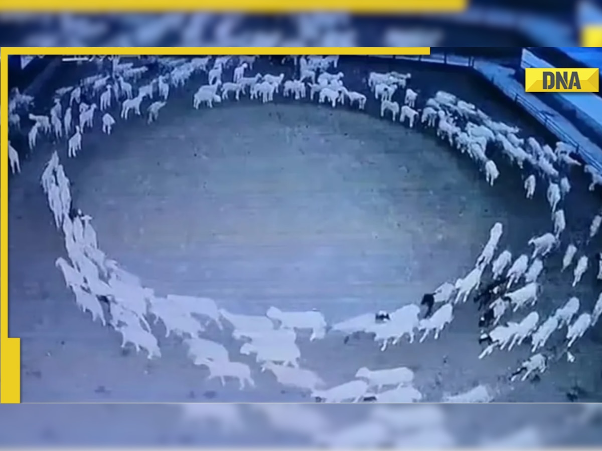 Weird but true! Dozens of sheep walk around in circle for 12 days in China, video goes viral