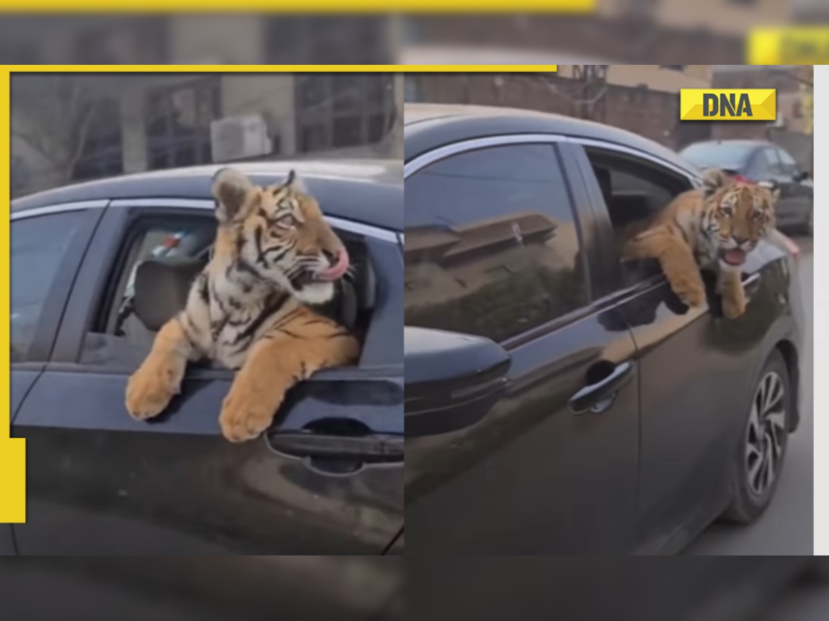 Man takes tiger for car drive, viral video angers netizens