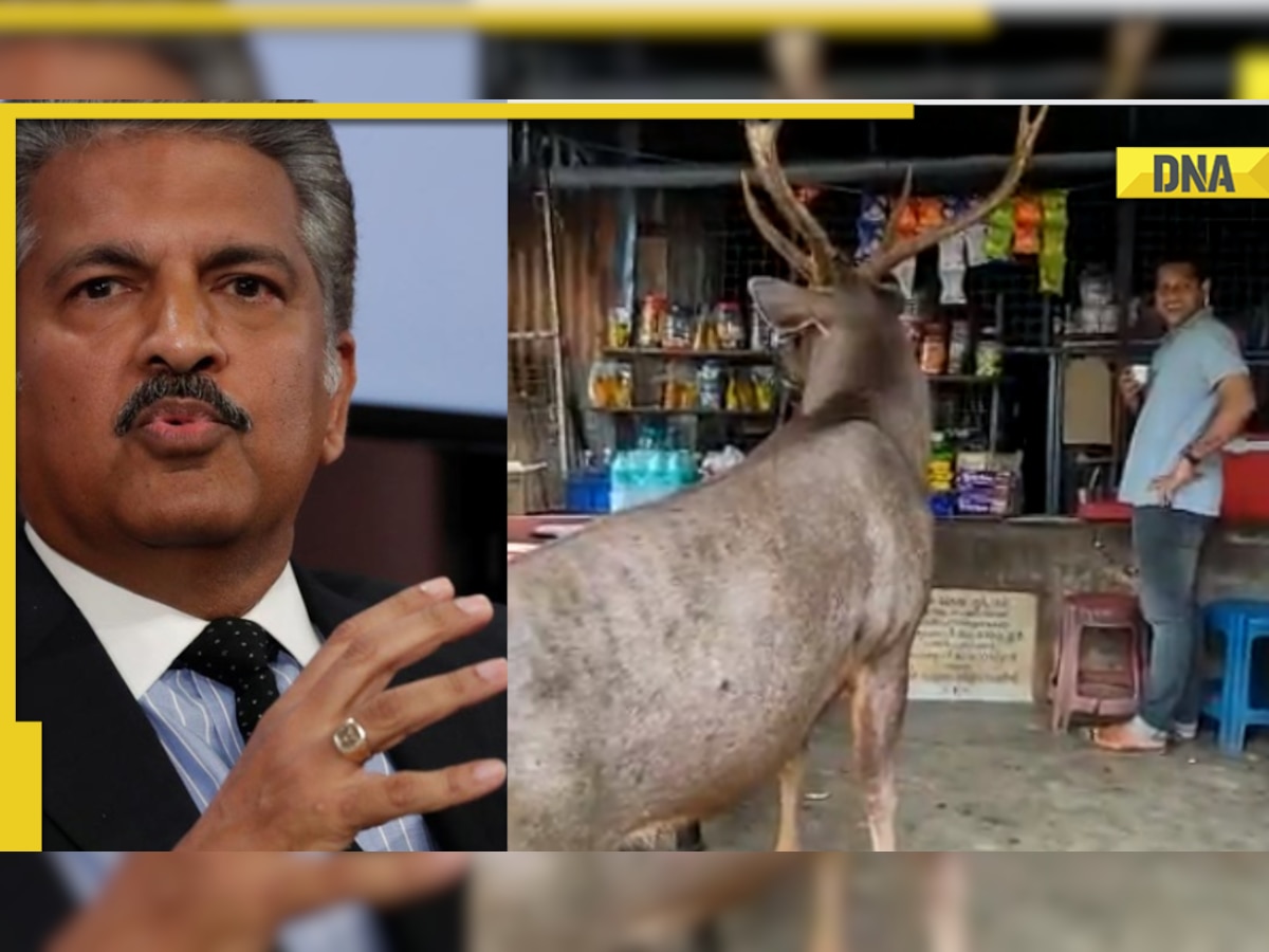 Viral video: Massive Sambar deer visits roadside stall in Kerala, Anand Mahindra reacts