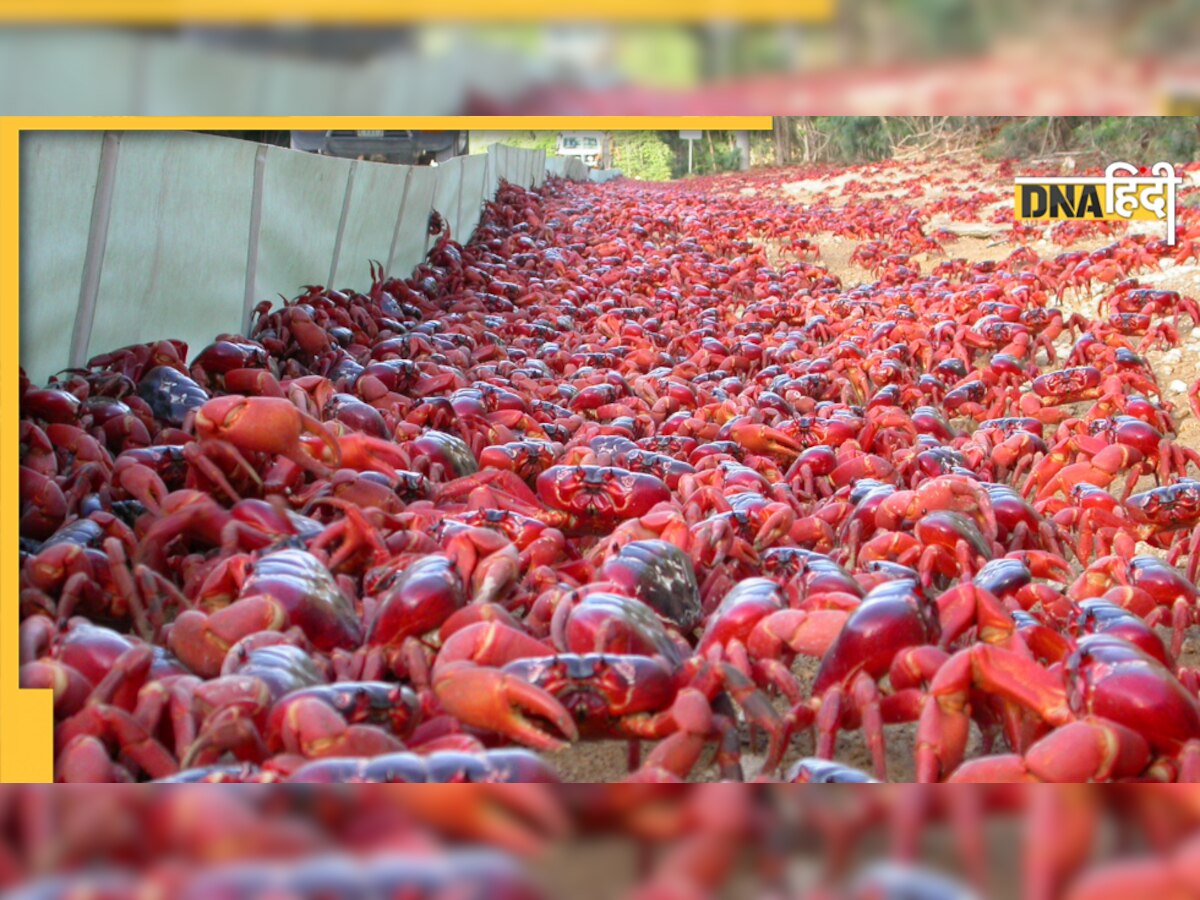 Christmas Island Red Crab: सड़क पर उतर आई लाखों लाल केकड़ों की फौज, नजारा देख हर कोई रह गया दंग