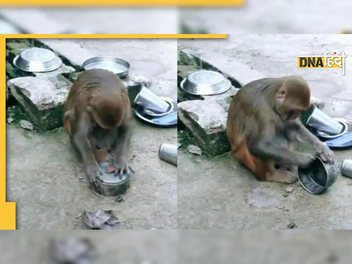 Monkey Viral Video: इंसानों की तरह बर्तन साफ करता है ये बंदर, यूजर्स बोले- शादीशुदा होगा बेचारा..!