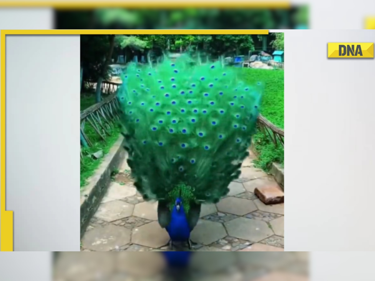 Peacock unfurls its feathers in viral video, leaves netizens delighted