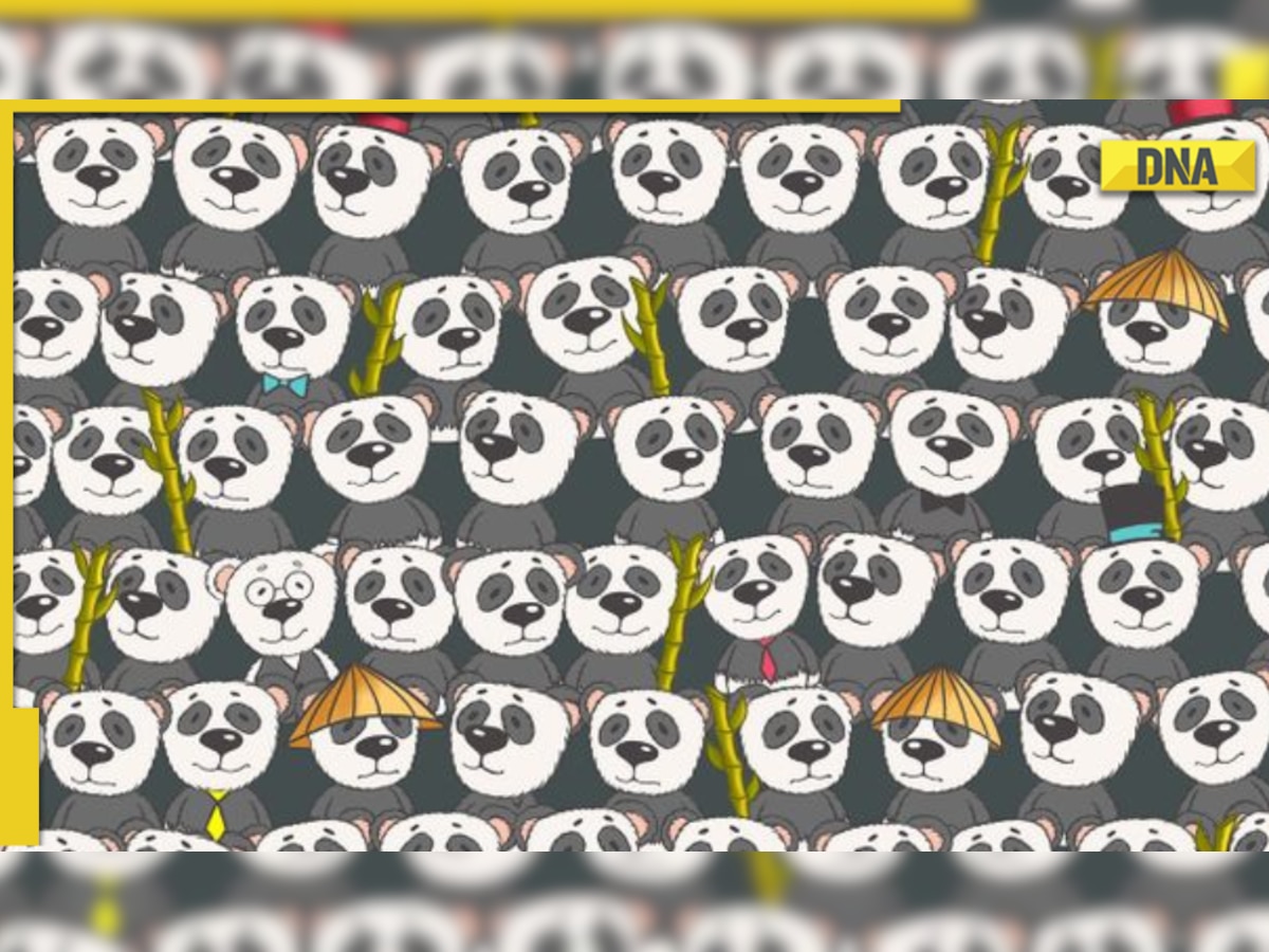 Optical Illusion: Can you find the polar bear hidden among the pandas