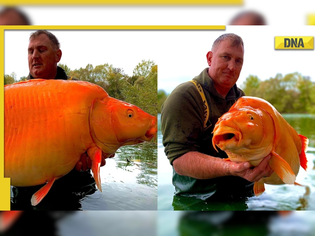 British Man Catches Massive 30 Kg Goldfish, Pictures Go Viral