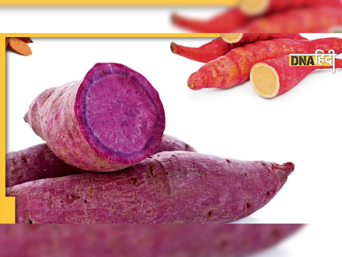 Sweet Potato Benefits: खून में शुगर बढ़ने नहीं देता ये मीठा आलू, बनाएं हलवा, चाट या रोटी 