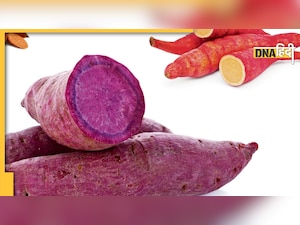 Sweet Potato Benefits: खून में शुगर बढ़ने नहीं देता ये मीठा आलू, बनाएं हलवा, चाट या रोटी 