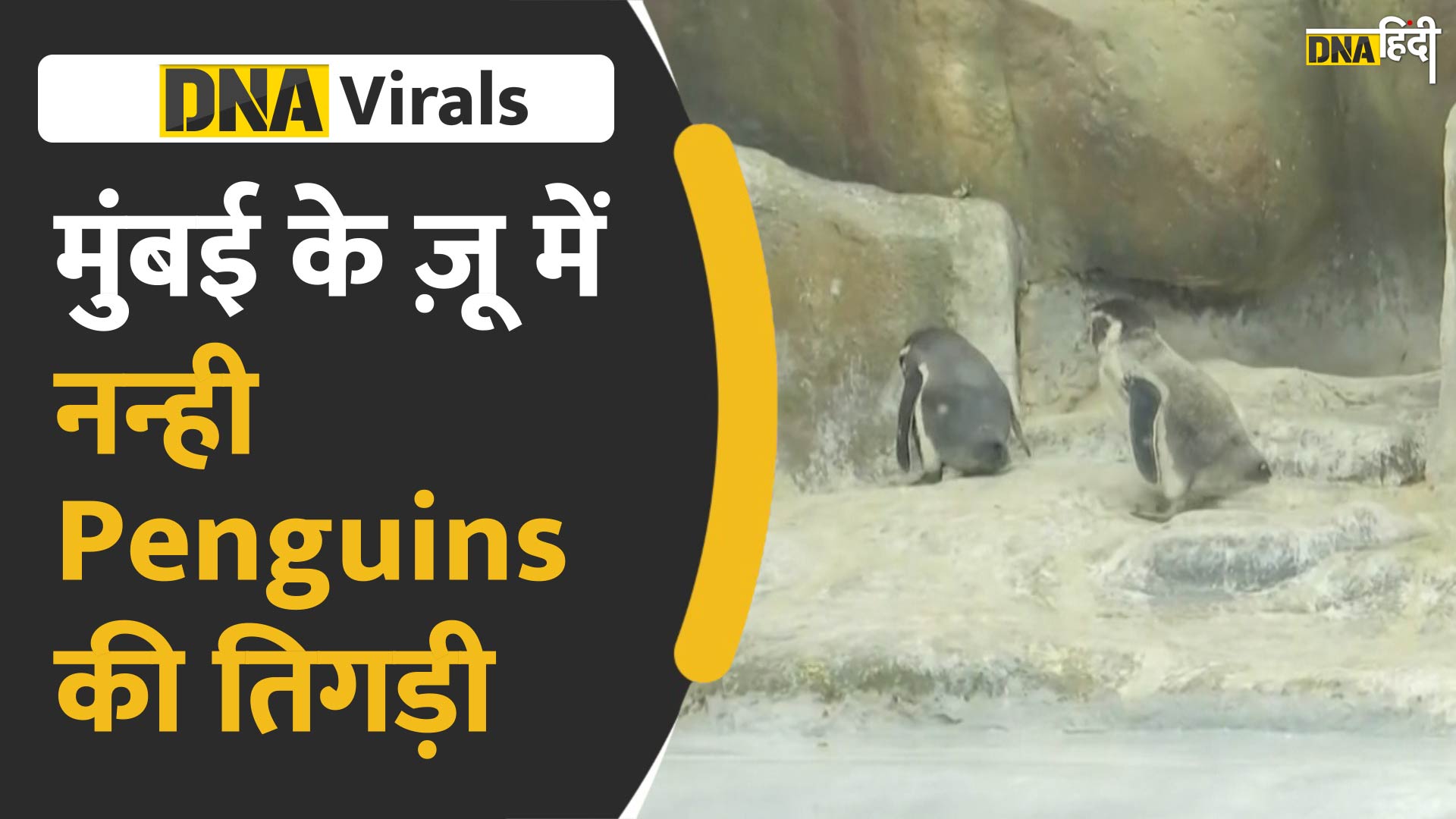 Video: मुंबई के ज़ू में Penguin के क्यूट ट्रिपलेट