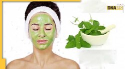 Skin Care Tips: चेहरे से दाग-धब्बे हो जाएंगे गायब, लगाएं तुलसी से बना फेस पैक- विधि 