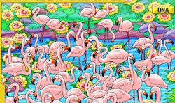 Optical Illusion: Only a genius can spot the girl hidden among the birds