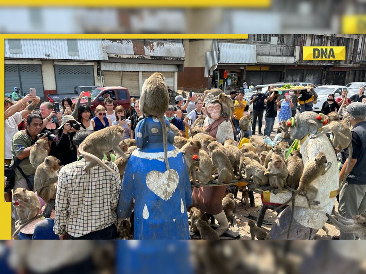 Monkey Feast Festival: This city prepares a grand feast, hundreds of monkeys come to dine