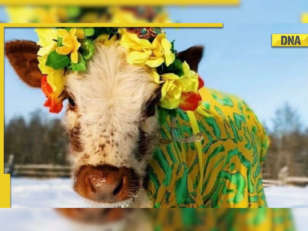 Michiye adjudged 'most beautiful cow' at beauty pageant in Russia, pics surface