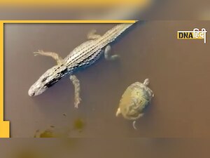 जय-वीरू जैसे दोस्त बने मगरमच्छ और कछुआ, एक दूसरे को यूं दी ताली