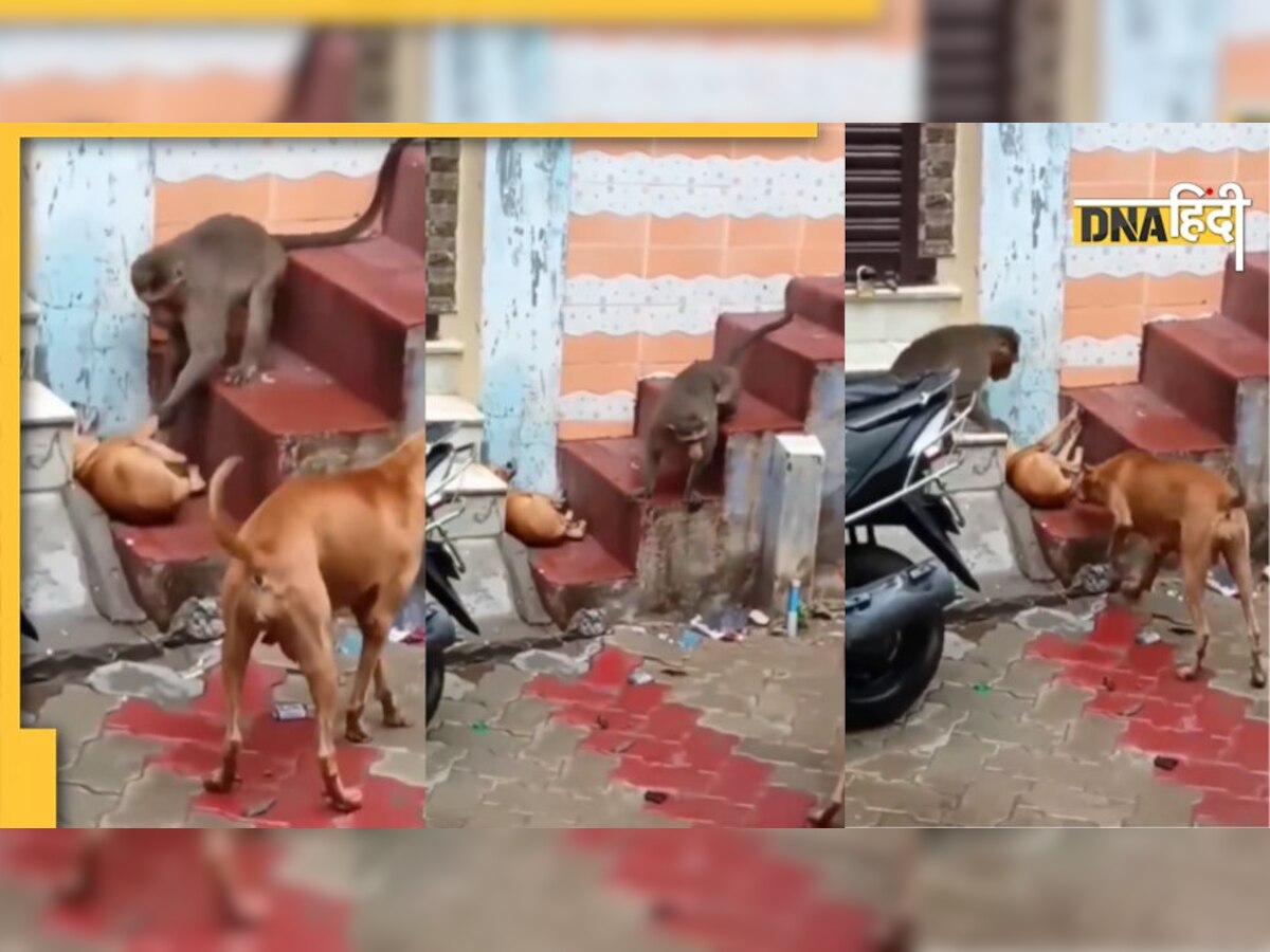 Monkey vs Dog fight: सोते हुए कुत्ते से बंदर ने लिया पंगा, फिर जो हुआ देख हो जाएंगे हैरान, देखें वीडियो