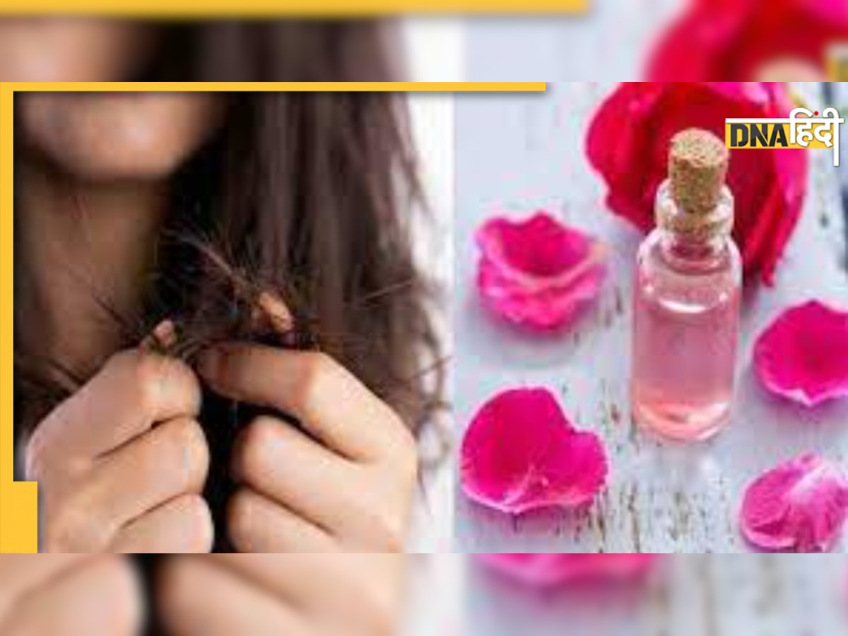 Flowers For Hair Care: सर्दियों में ये 5 फूल बालों को रखेंगे हेल्दी और शाइनी, ऐसे करें इस्तेमाल