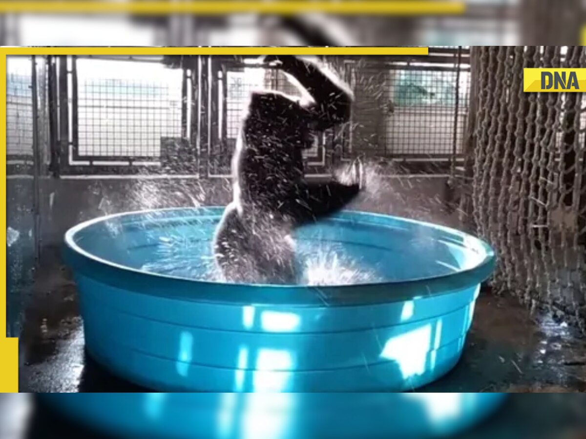 Happy gorilla dances in tub, viral video is too cute to handle