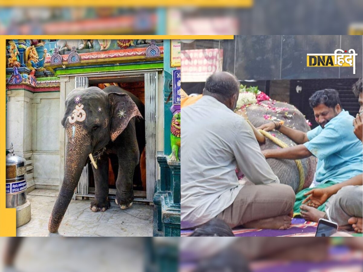 हजारों भक्तों की आंखें नम कर गई लक्ष्मी, पाजेब और पगड़ी पहन दिया करती थी आशीर्वाद