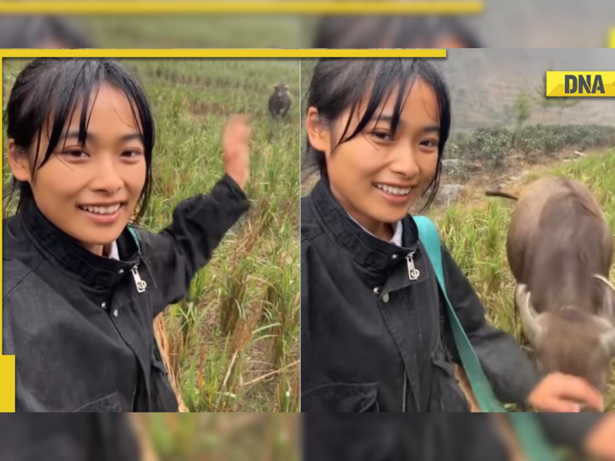 Buffalo rushes toward girl after hearing her voice, viral video melts hearts online