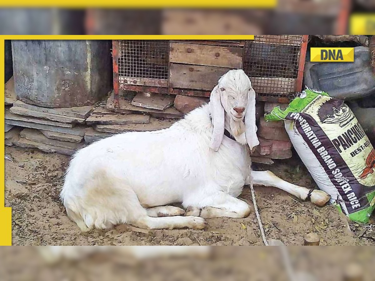 MP: 4 male goats producing milk since 3 years; vet calls it ‘normal’, gives THIS reason