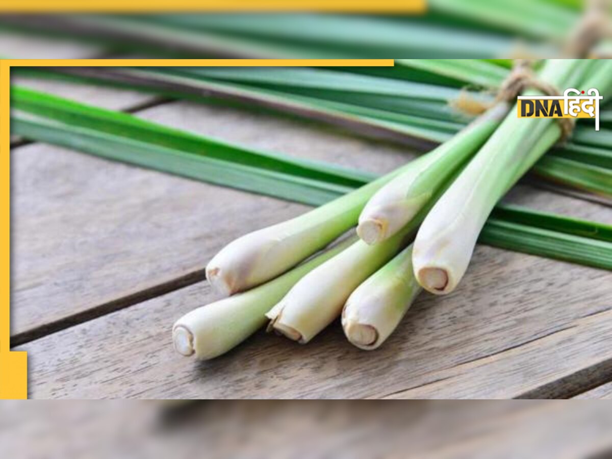 Lemon Grass Benefits: खून से गंदा कोलेस्ट्रॉल बाहर करेगा लेमन ग्रास, सिर से पैर तक फायदे ही फायदे