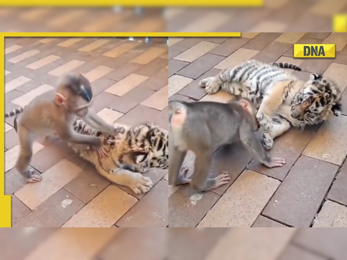 Baby monkey plays with tiger cub in adorable viral video, netizens say 'badda hone do isse fir khelna'