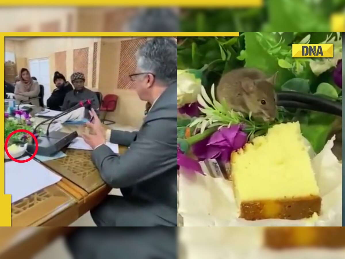 Rat 'attends' meeting and enjoys cake, viral video leaves netizens in splits