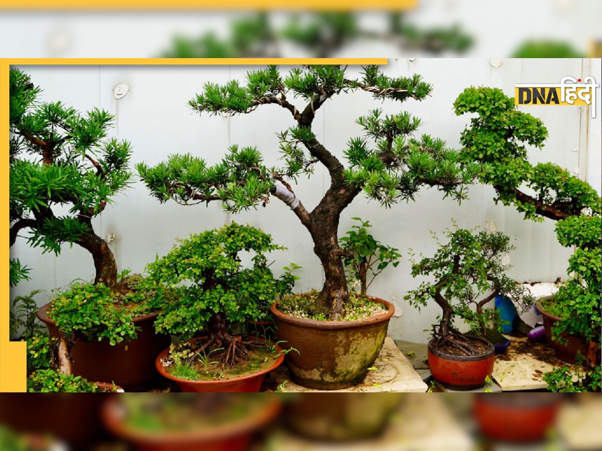 Unlucky Plants For Home: घर में भूलकर भी न लगाएं ये 5 पौधे, रूठ जाएंगी खुशियां, आएगी गरीबी 