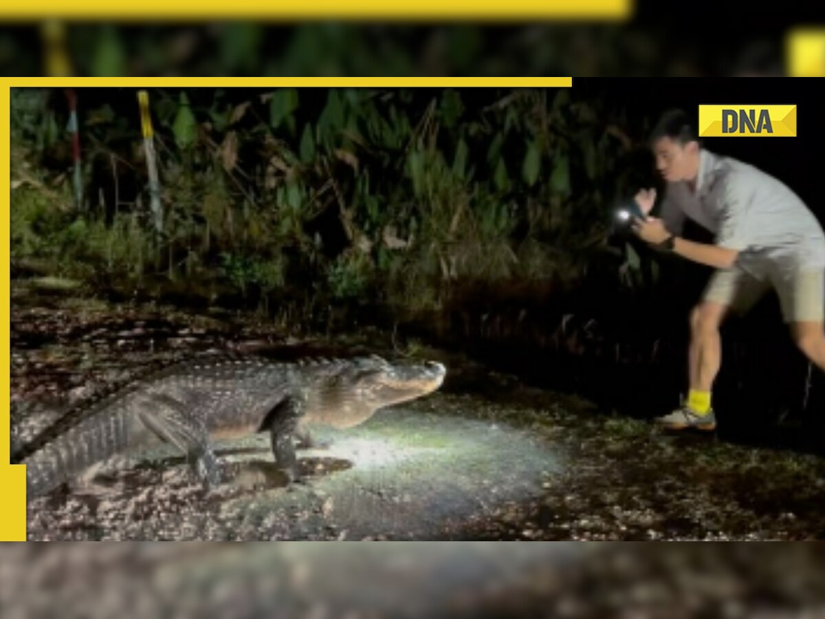 Man tries to film crocodile strolling on road, chilling viral video shows what happened next