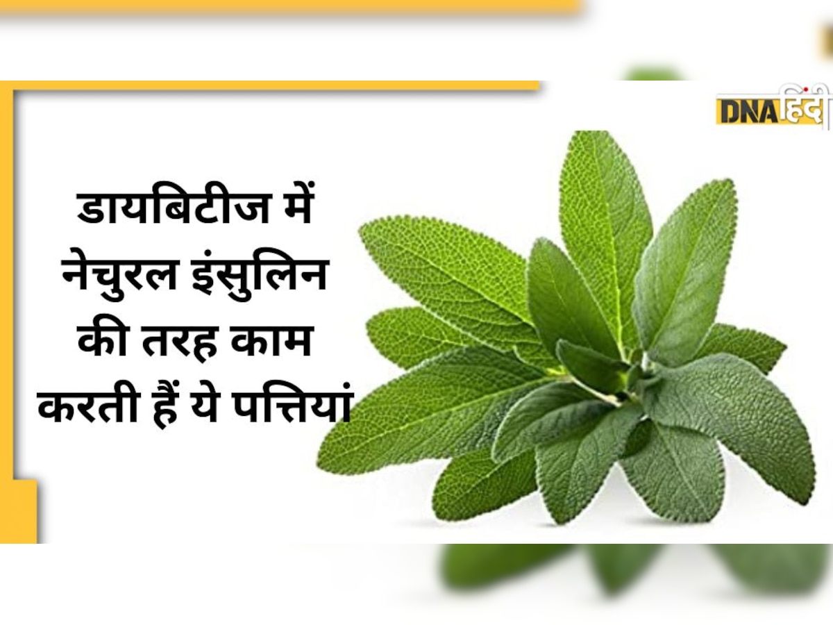 Blood Sugar Remedy: ब्लड शुगर हाई होते ही चबा-चबाकर खा लें ये पत्तियां, डायबिटीज में नेचुरल इंसुलिन का करेंगी काम