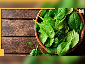 Worst Food Combo: पालक के साथ कभी न खाएं ये चीजें, स्वाद सेहत पर पड़ेगा भारी