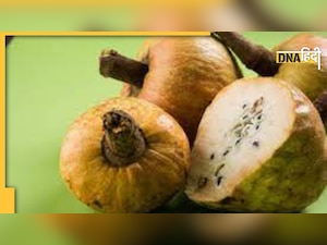 Diabetes Fruit Ramfal: ऊपर-नीचे हो रही है शुगर तो तुरंत खा लें ये जंगली मिठाई, काबू में आ जाएगी डायबिटीज