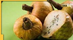 Diabetes Fruit Ramfal: ऊपर-नीचे हो रही है शुगर तो तुरंत खा लें ये जंगली मिठाई, काबू में आ जाएगी डायबिटीज