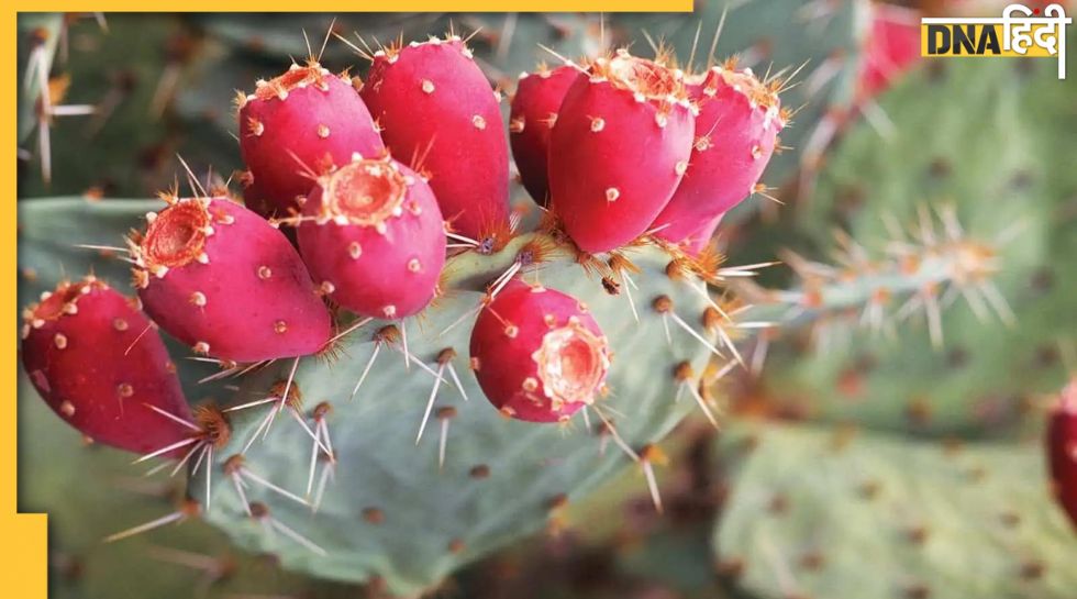 what-does-dreaming-of-cactus-mean-thepleasantdream