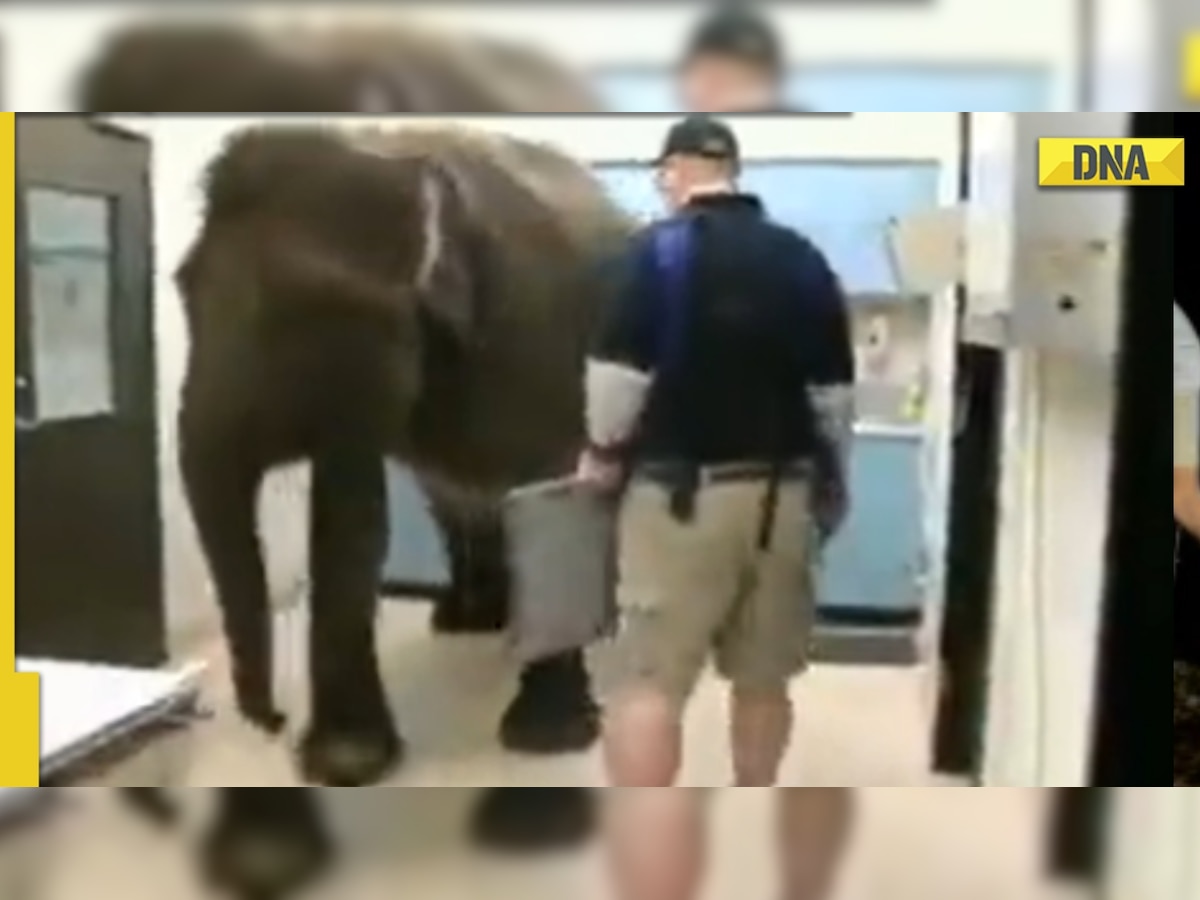 Ever seen elephant getting X-Ray? viral video will make your day