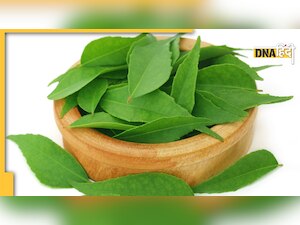 Type 2 Diabetes में वरदान हैं करी, मेथी, नीम के ये हरे पत्ते, रोज सुबह चबाकर खाने से बनता है इंसुलिन 