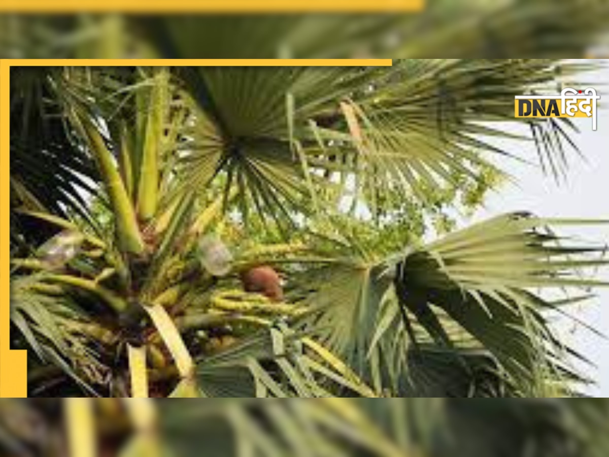 Palm Juice Benefits: टीबी, एनीमिया, कब्ज की समस्या को दूर करे ताड़ का रस, एक हफ्ते में दिखेंगे फायदे 