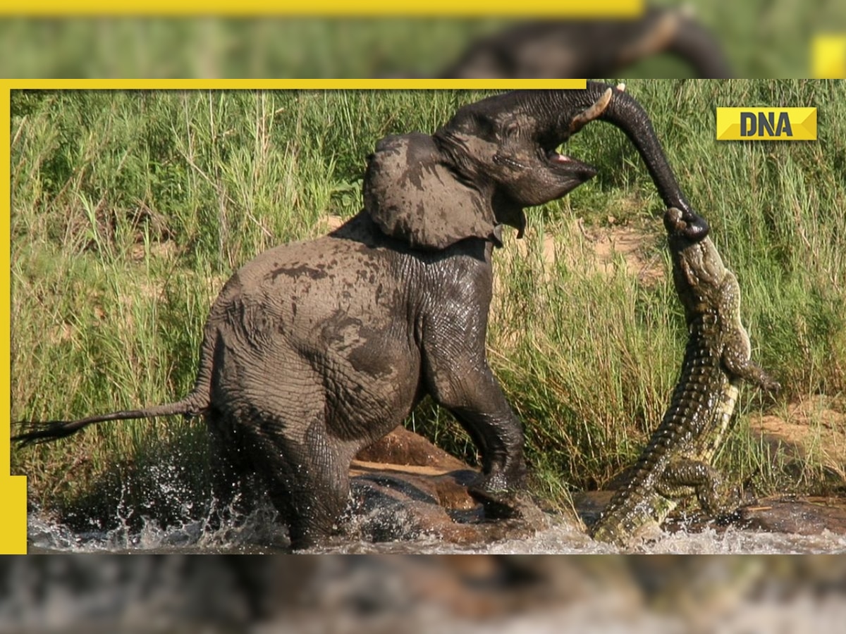 Hathi Ki Xxx Video Animal Xxx Video - Hathi se panga nahi! Crocodile grabs elephant's trunk, shocking viral video  shows what happened next