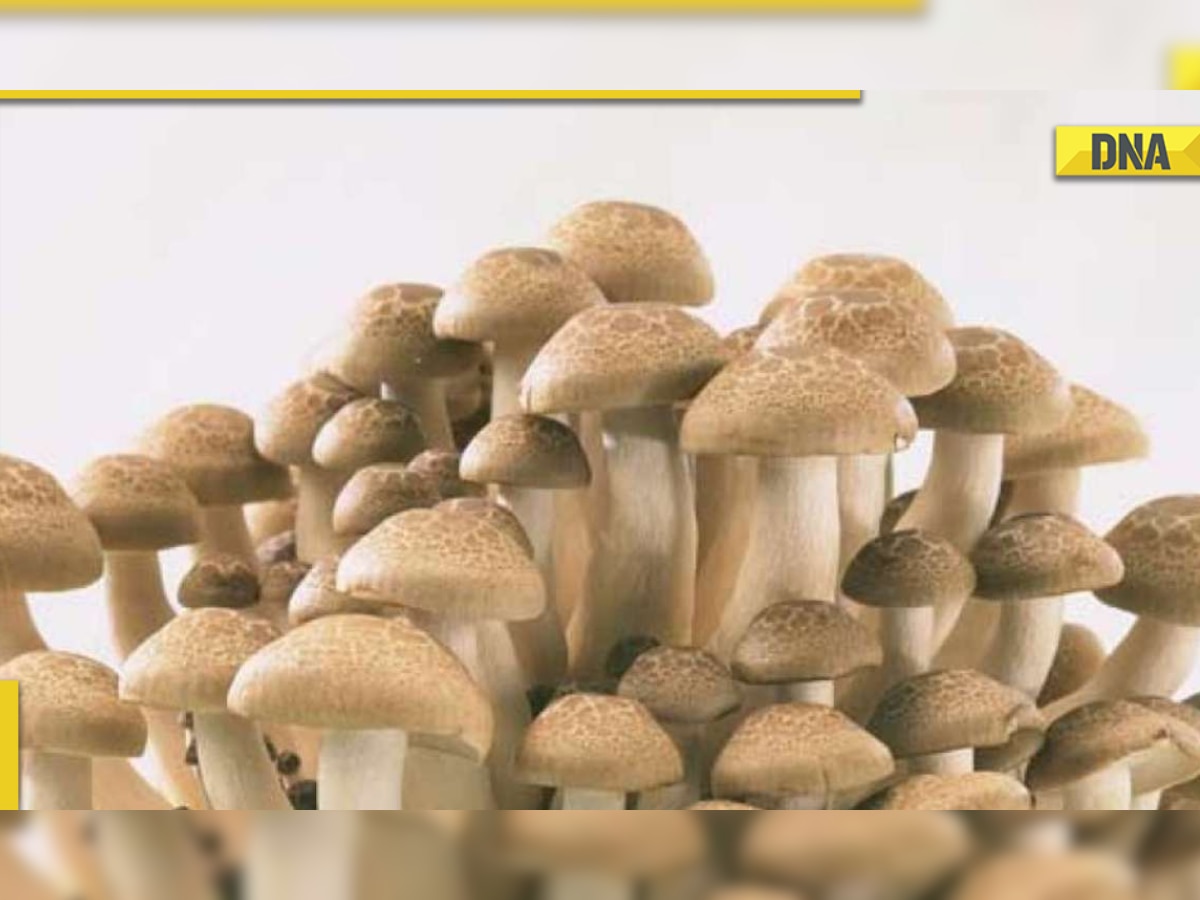 Include mushrooms in your diet immediately to beat diabetes 6 benefits of mushrooms