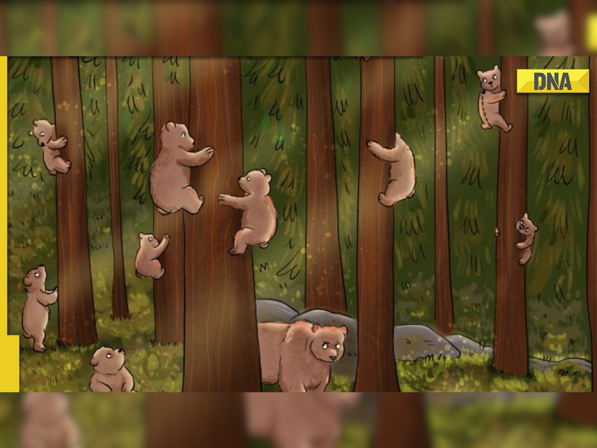 Optical Illusion: Can you find the koala hidden among the bears