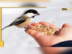 Astro Tips: नौकरी से लेकर स्वास्थ्य और विवाह की समस्याएं दूर करने के लिए इन पशु-पक्षी को कराएं भोजन