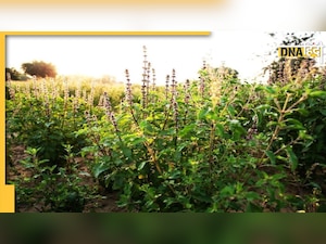 Tulsi Plantation Rule: घर में कभी मत लगाएं ऐसी तुलसी, परिवार में भयंकर कलह और मुसीबत की बनेगी वजह 