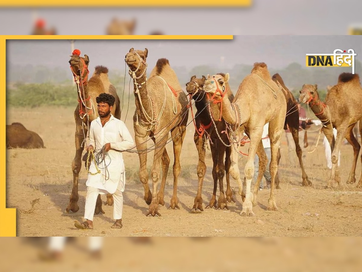 Camel Flu: कोरोना जैसा खतरनाक है कैमल फ्लू, पढ़ें कैसे फैलता है और FIFA से क्या है इसका कनेक्शन