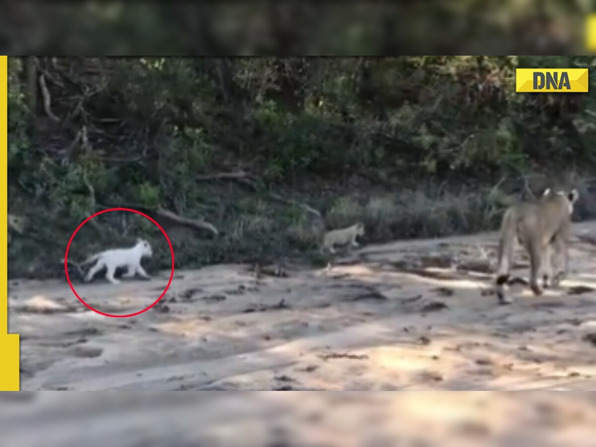 Rare white lion cub roams with its mother in the wild, viral video wows internet