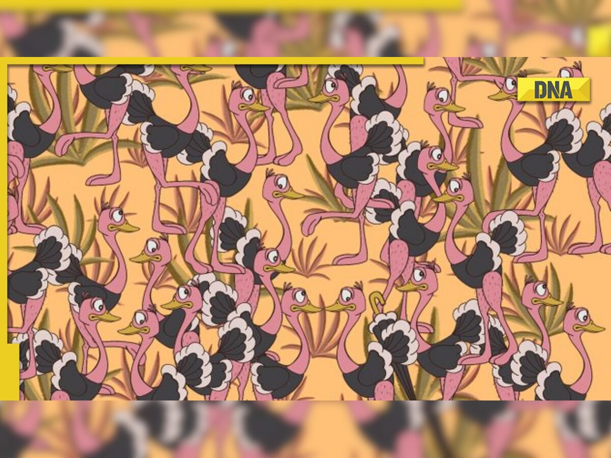 Optical Illusion: Can you find umbrella hidden among ostriches in 10 seconds?